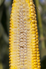 Image showing cob of sweet corn