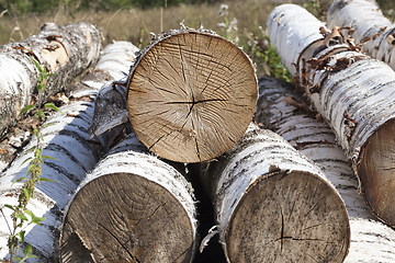 Image showing cracked birch trunk