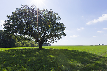 Image showing oak tree trunk