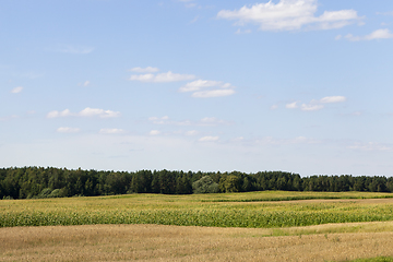 Image showing field corn landscape