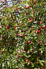 Image showing red wild apples