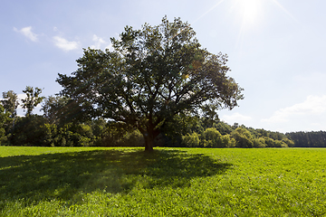 Image showing oak tree