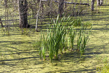 Image showing forest reserve, duckweed