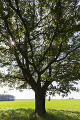 Image showing oak trunk detail