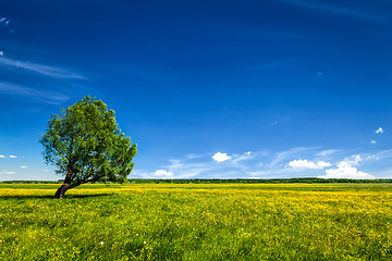 Image showing Green field scenery lanscape with single tree