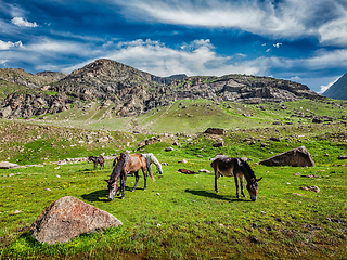 Image showing Horses grazing in Himalayas