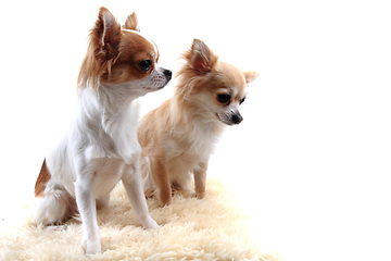 Image showing two chihuahua is resting