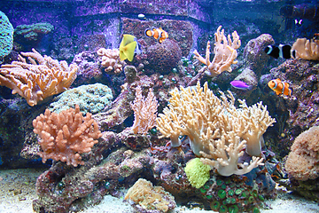 Image showing color aquarium background