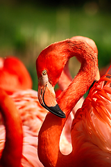 Image showing flamingo bird detail 