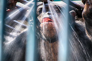 Image showing monkey in the shower