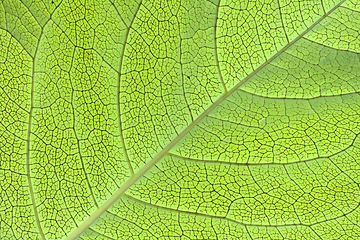 Image showing green leaf texture