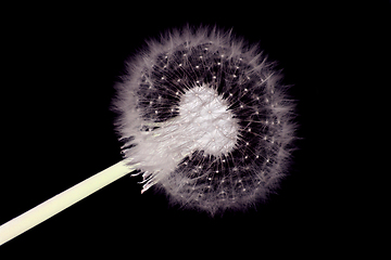 Image showing old dandelion flower