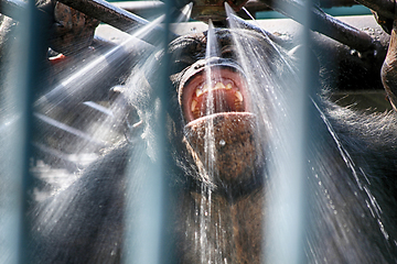 Image showing monkey in the shower