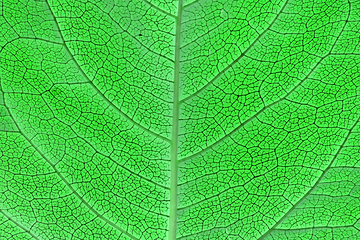 Image showing green leaf texture