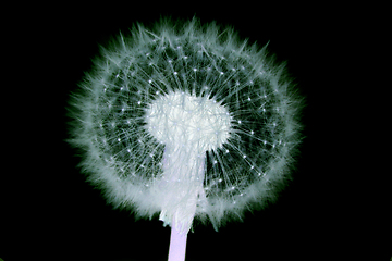 Image showing old dandelion flower