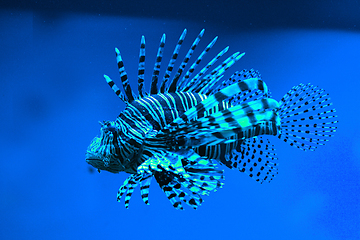 Image showing exotic lion fish