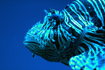 Image showing exotic lion fish
