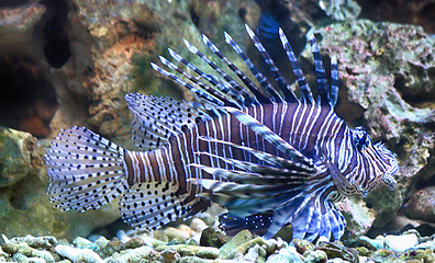 Image showing exotic lion fish