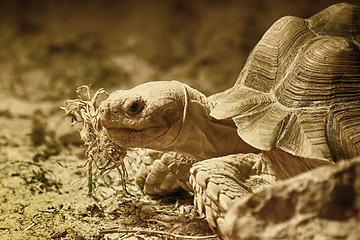 Image showing old eating turtle