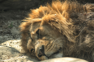 Image showing lion is resting 