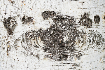 Image showing birch tree bark