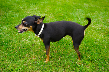 Image showing Prague ratter dog