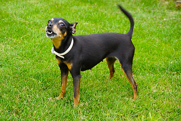 Image showing Prague ratter dog