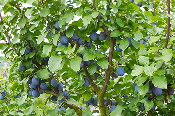 Image showing plum tree background