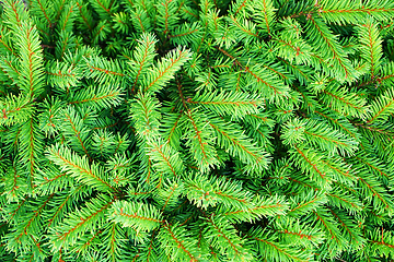 Image showing green spruce texture