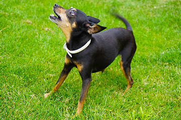 Image showing Prague ratter dog