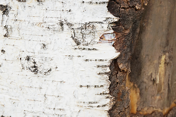 Image showing birch tree bark