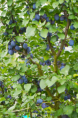 Image showing plum tree background