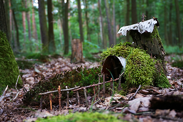 Image showing small moss house