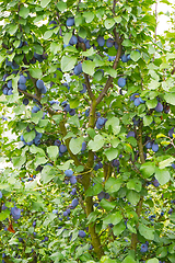 Image showing plum tree background