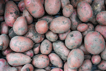 Image showing red potatoes with soil