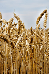 Image showing golden corn field