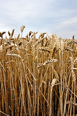 Image showing golden corn field