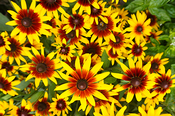 Image showing yellow echinacea flowers