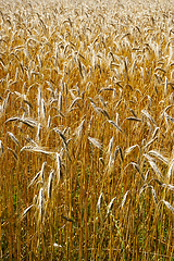 Image showing golden corn field