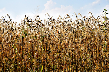 Image showing golden corn field