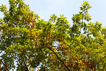 Image showing green and yellowed oak foliage