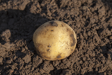 Image showing delicious potato