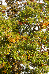 Image showing green and yellowed oak foliage