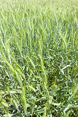 Image showing Green ears of rye