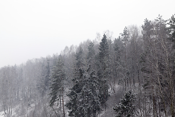 Image showing forest in winter