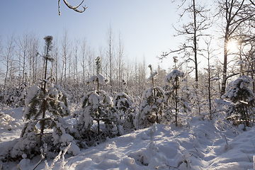 Image showing young forest, in the winter