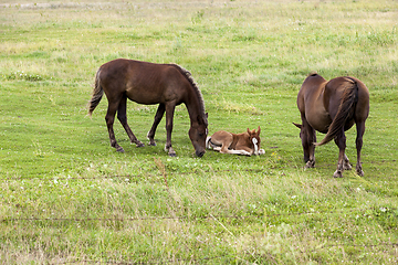 Image showing family from horse