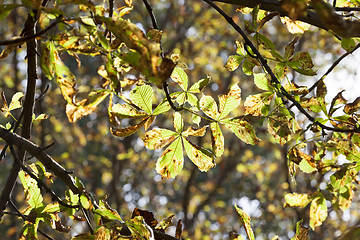 Image showing chestnut foliage