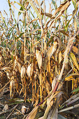Image showing agriculture, corn