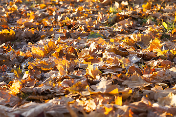 Image showing The fallen maple leaves